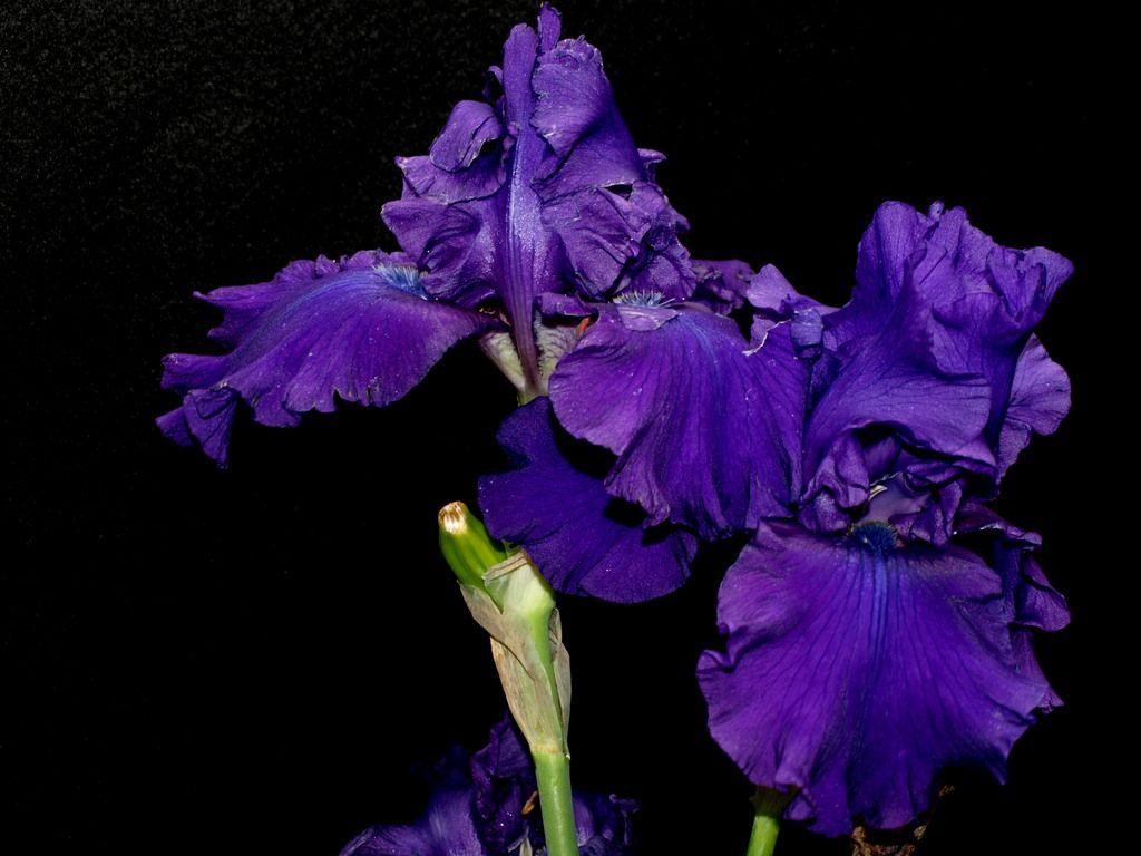 Iris flower, black, blue, HD wallpaper | Peakpx