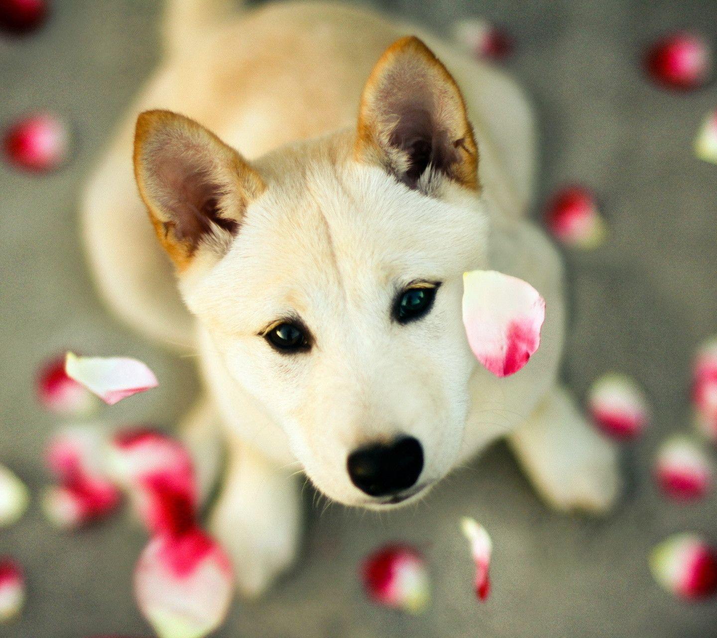 dog wallpapers download