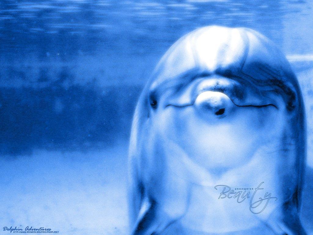 TacoTaku Orca Wallpaper