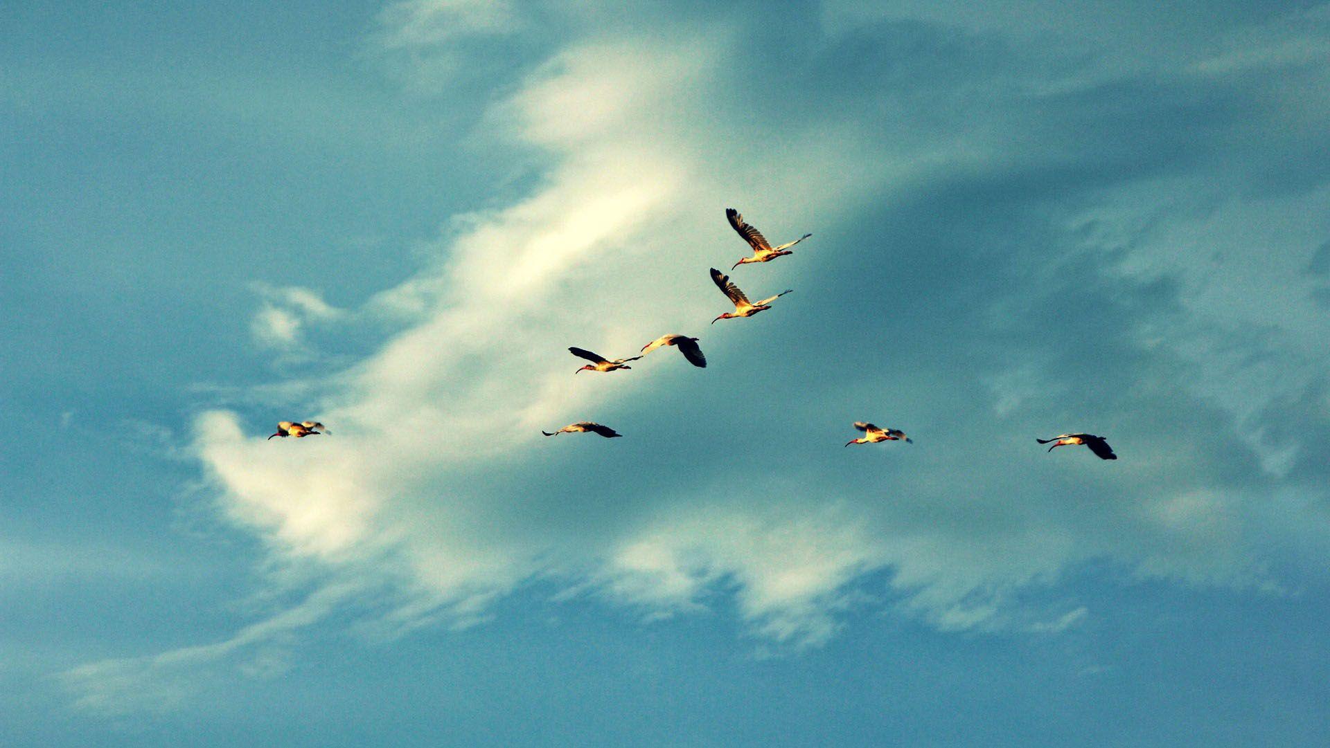 Freedom of flying geese wallpaper Animal desktop background
