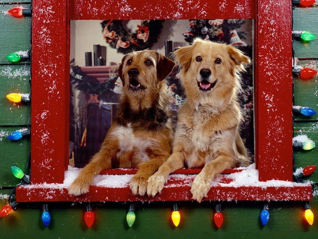 Xmas Stuff For > Christmas Dog Wallpaper