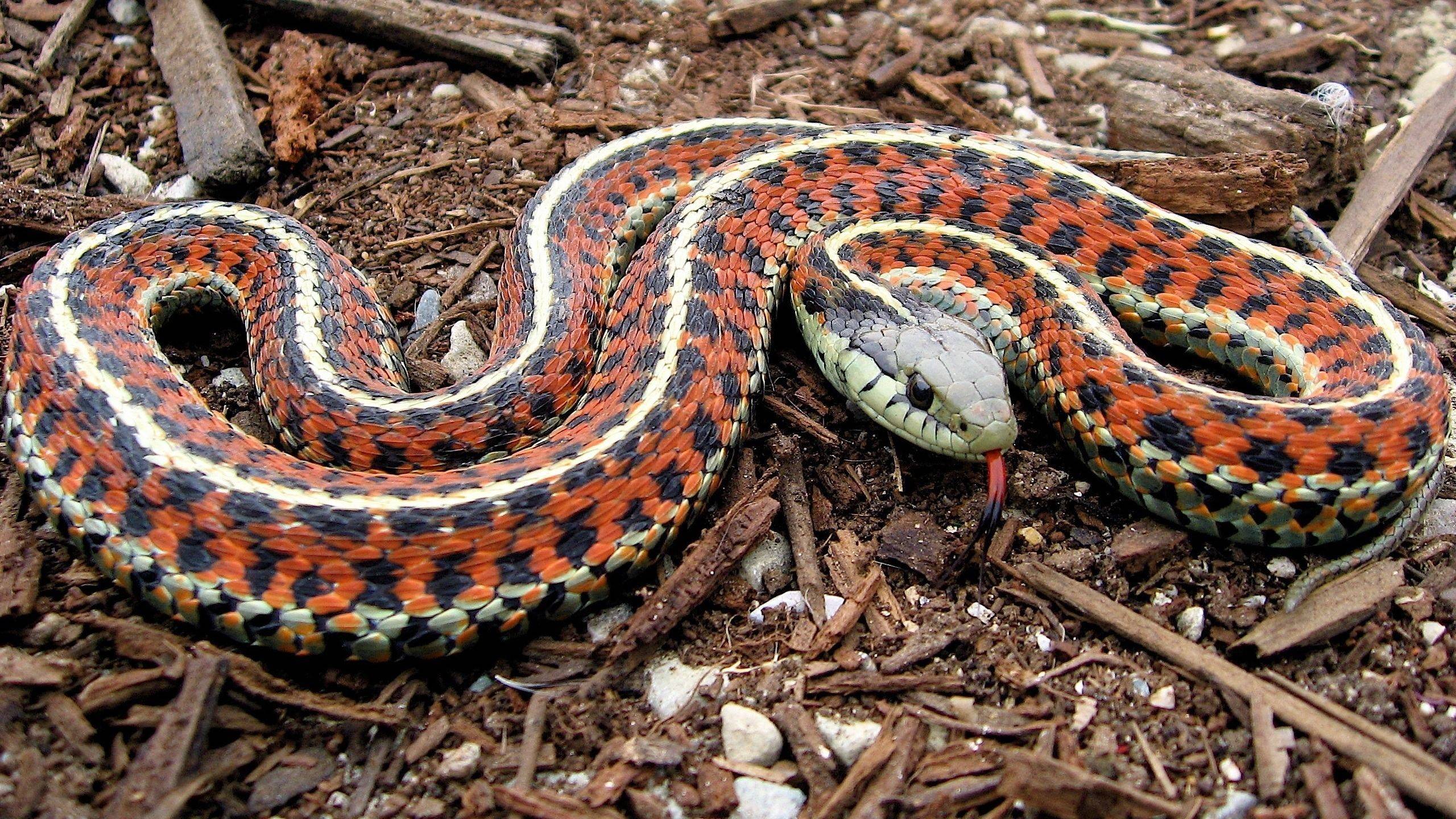 color snake viper