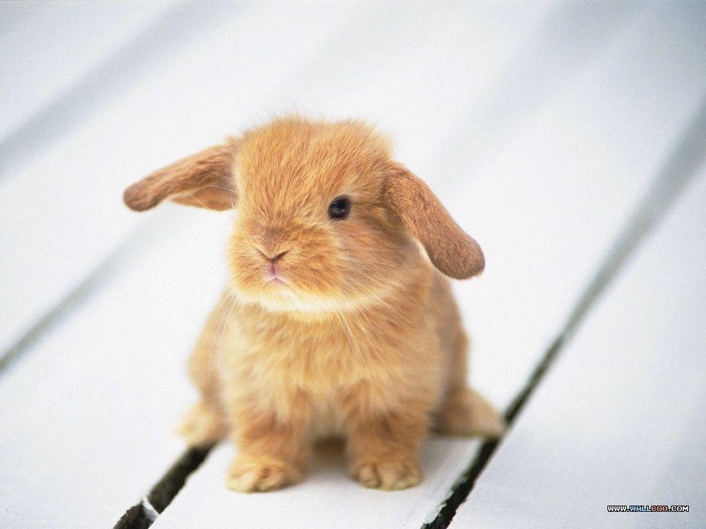 Free Cute Rabbit Bunny 2 Nice Wallpaper Download Background