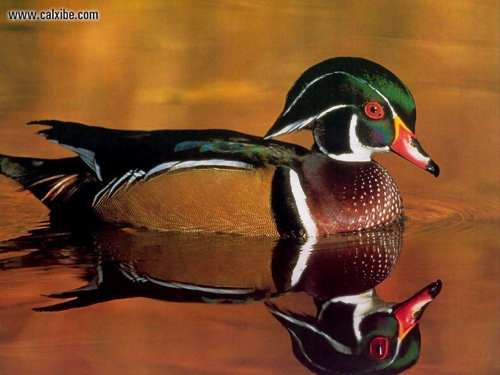 Tags duck pics wood duck pics duck is the common name for a