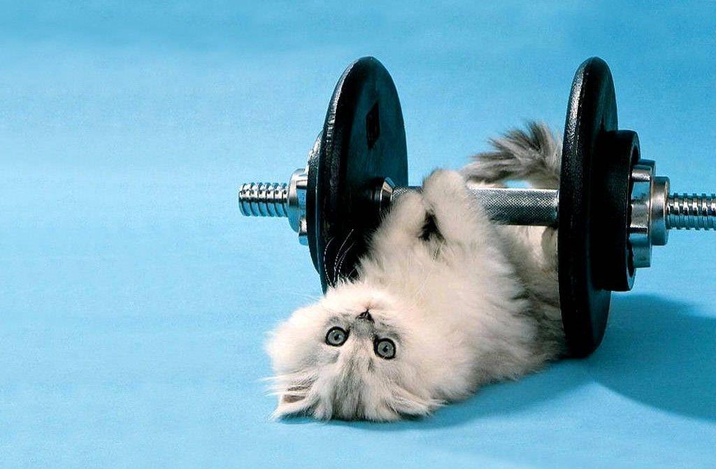 Santabanta Funny Wallpaper