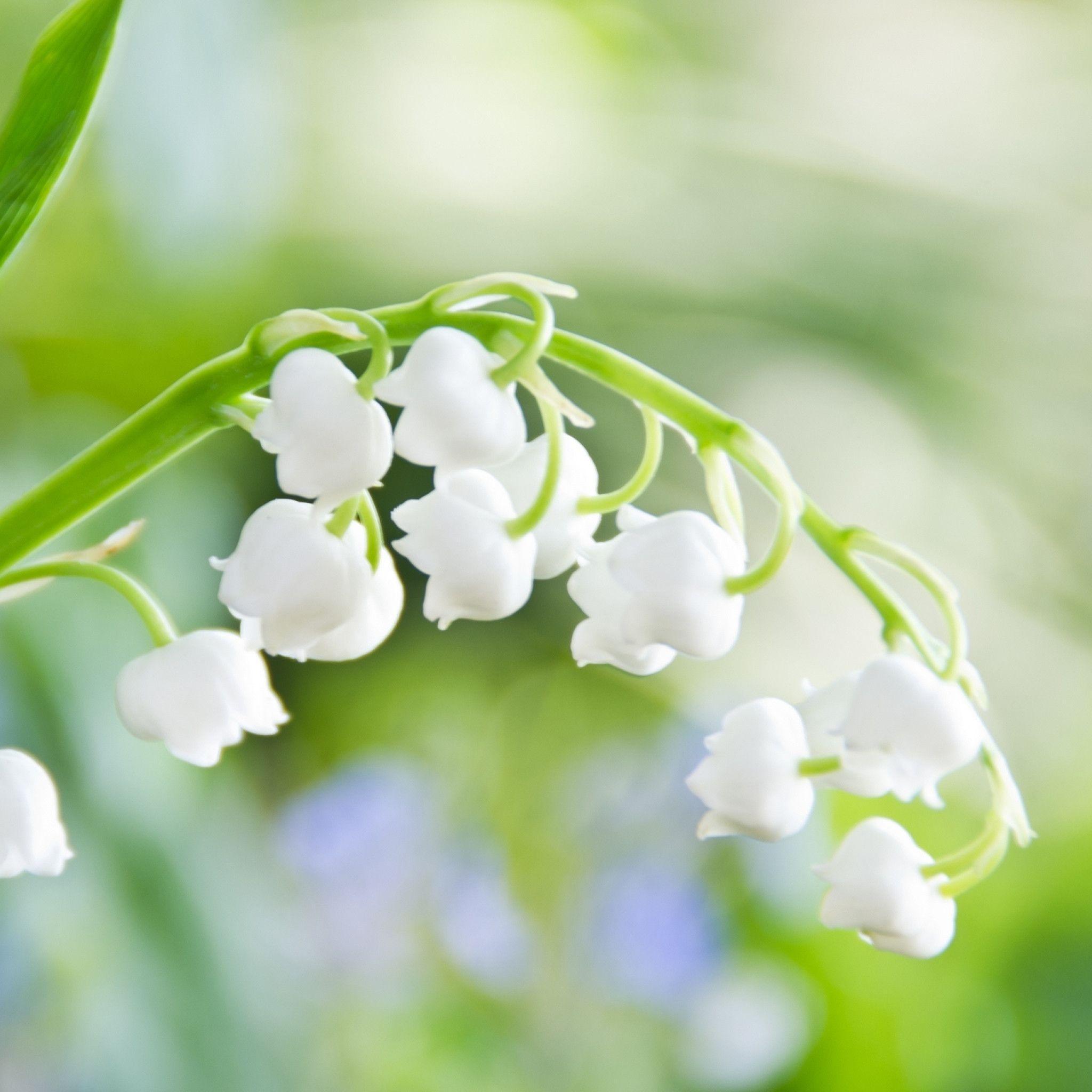 Lily of the Valley Flower Macro iPad Air Wallpaper Download