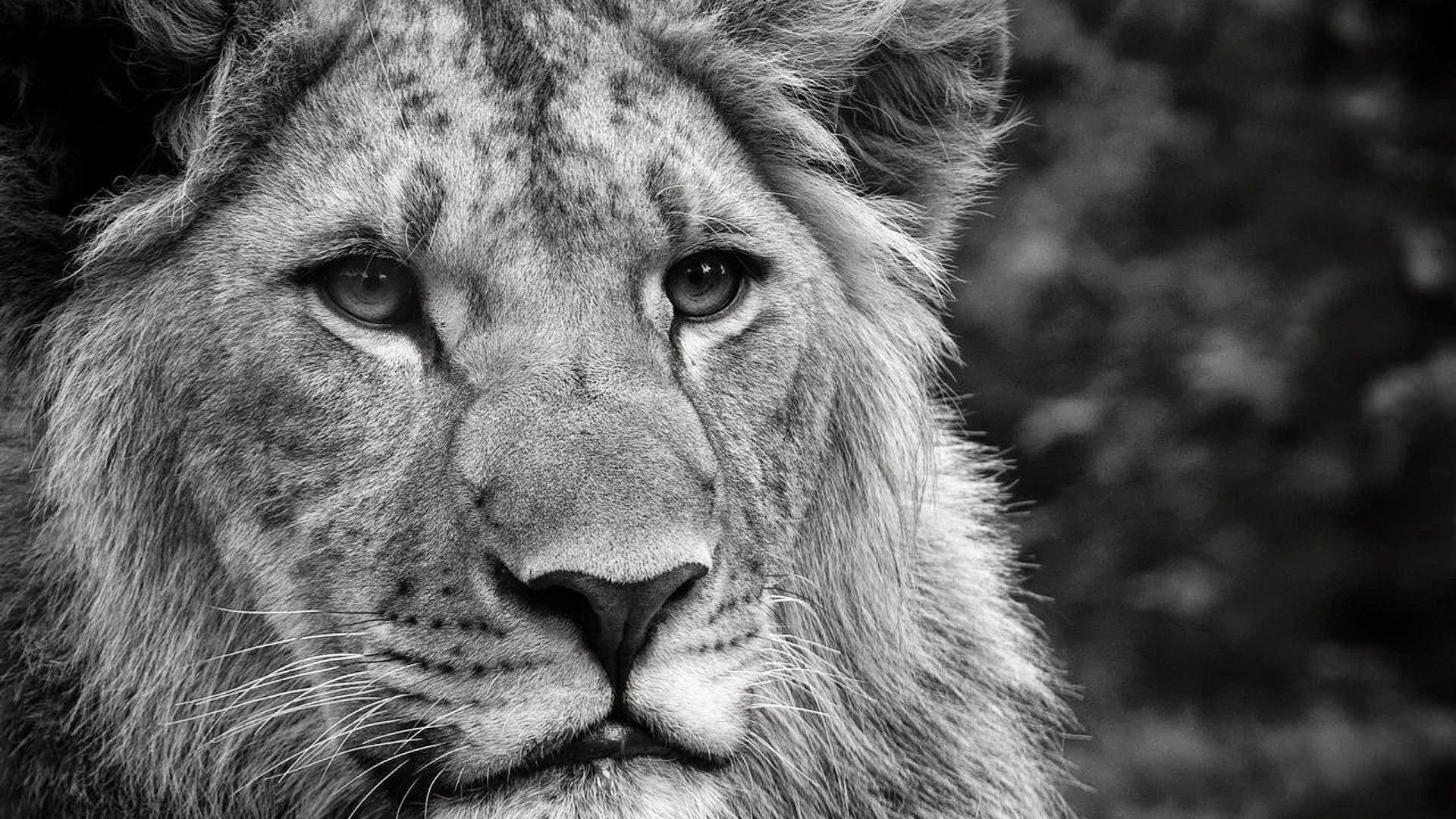 Lion Animal Wallpaper Download 16872 Full HD Wallpaper Desktop