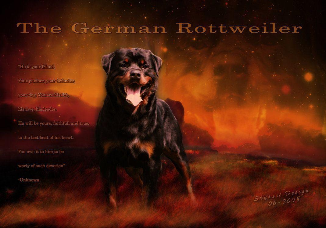 German rottweiler