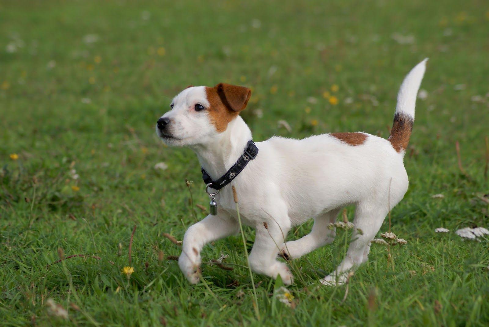 Running Jack Russell Terrier photo and wallpaper. Beautiful