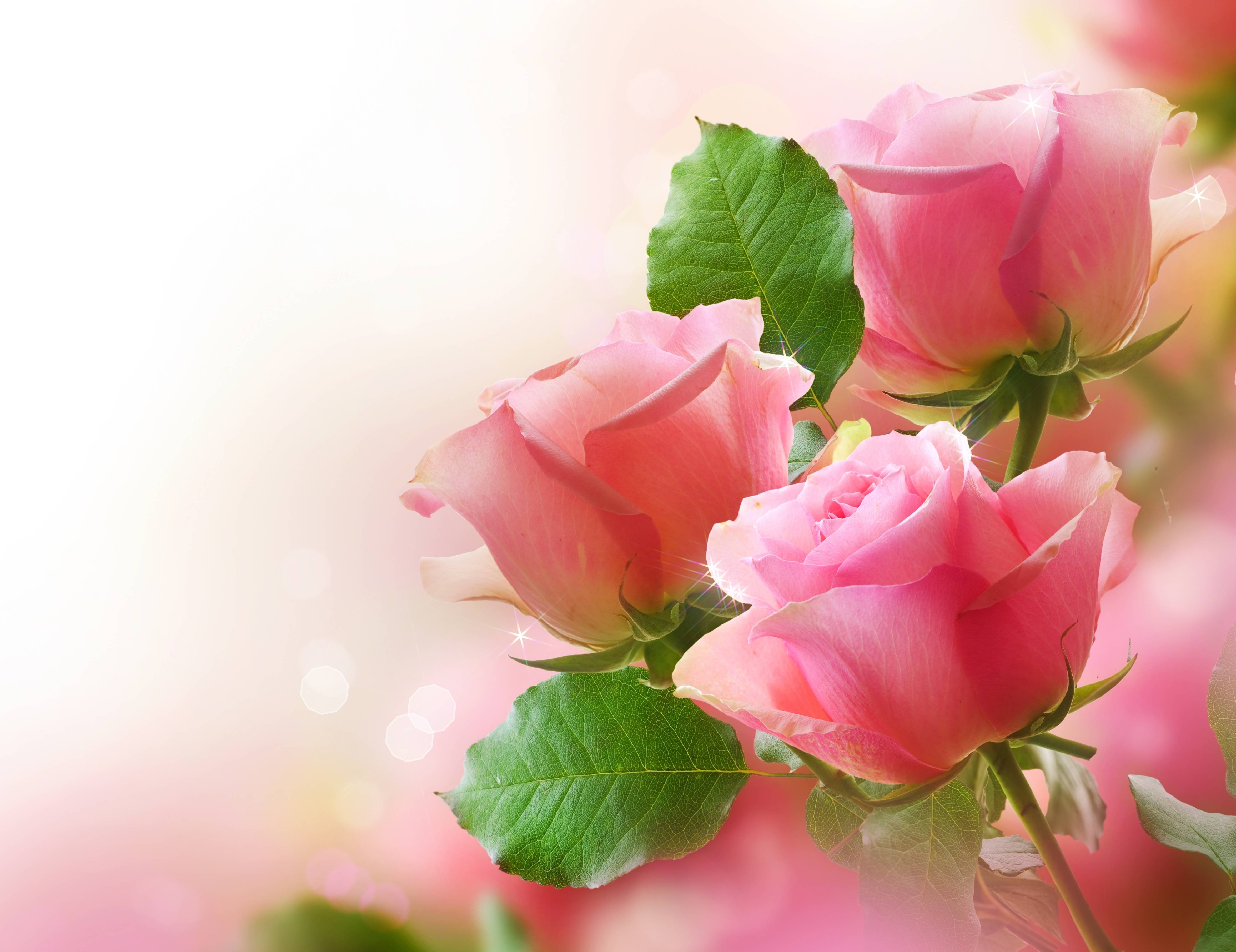 Flowers For > Pink Rose Bunch Wallpaper