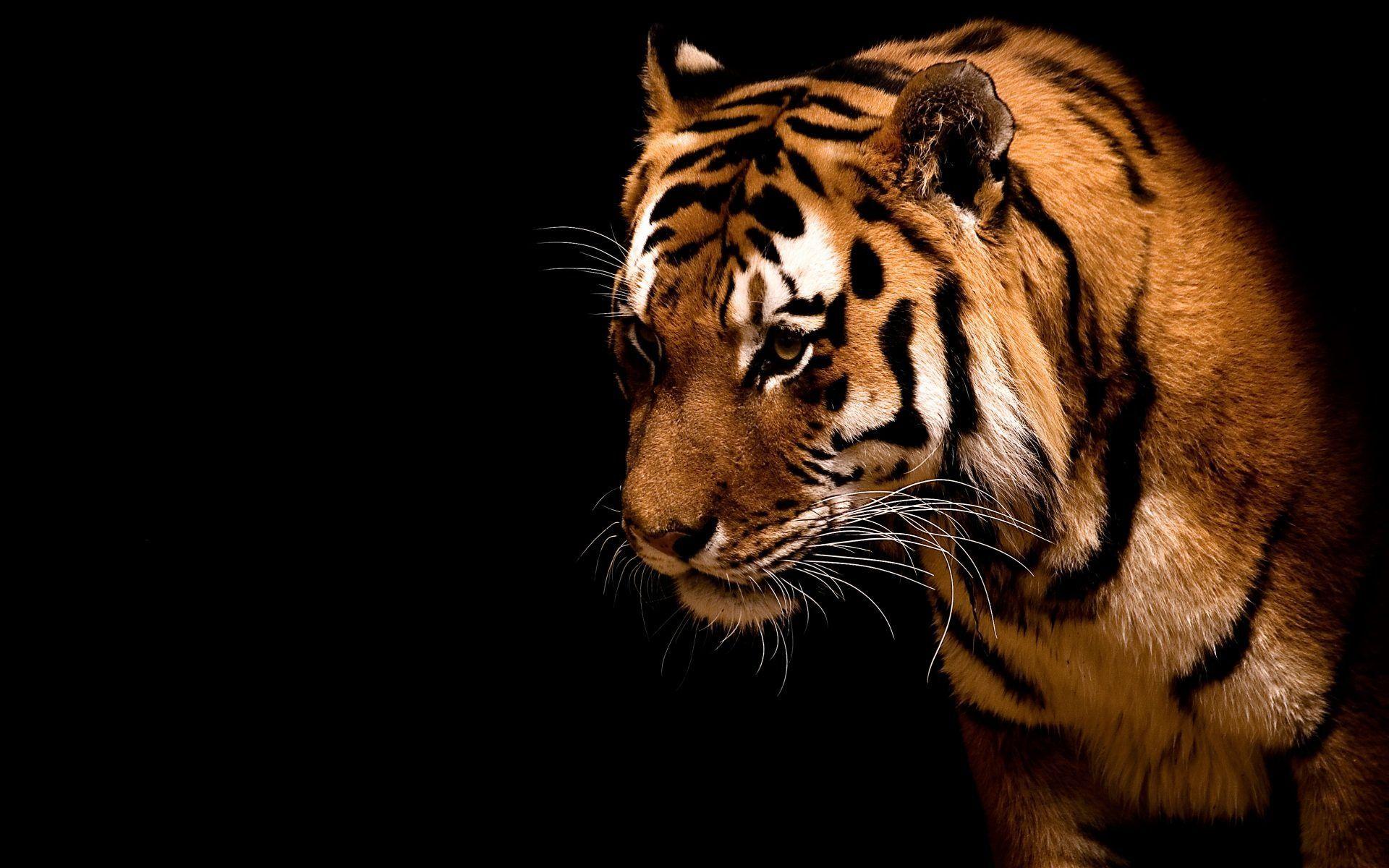 Tiger on a black background wallpaper and image