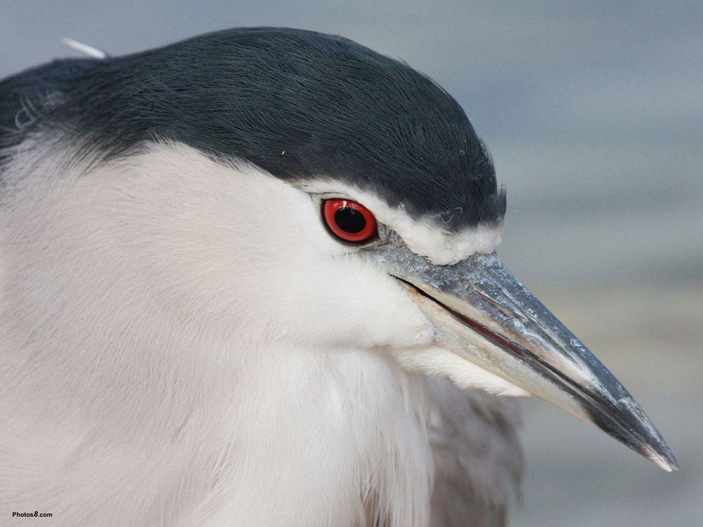 The Night Heron Bird Desktop Wallpaper
