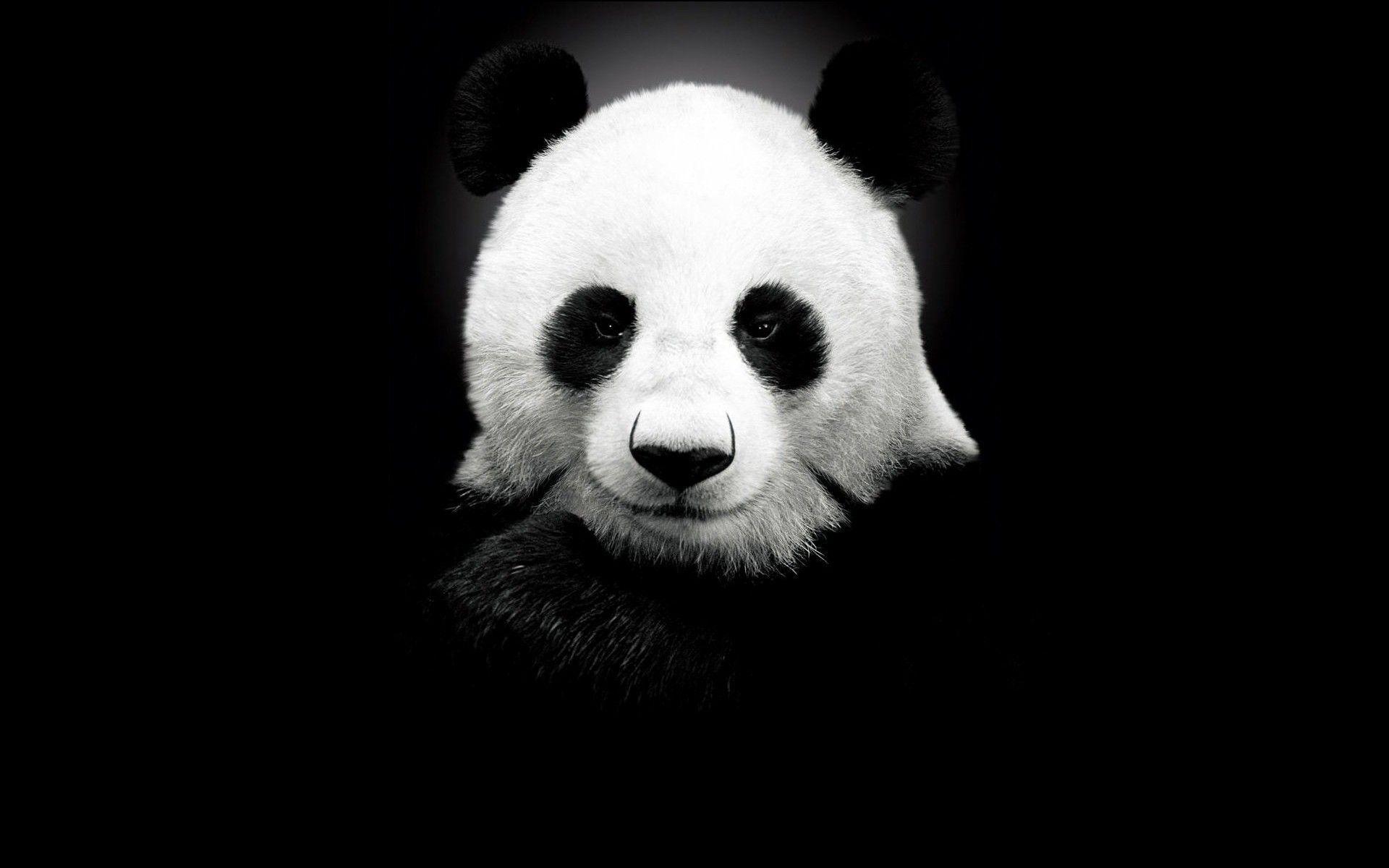 Panda Bear Background #