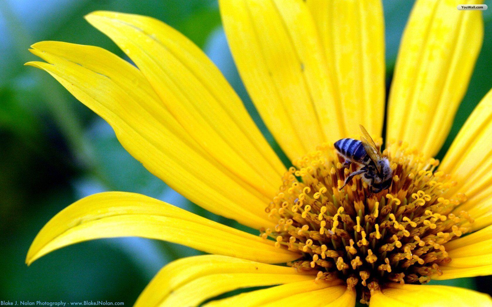 yellow flower with a bug wallpaper
