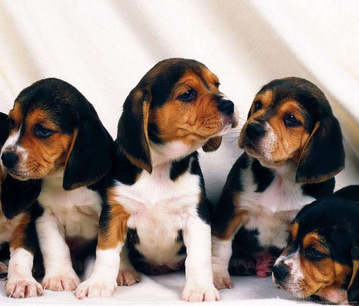 Download Five Beagle Puppies Wallpaper For Samsung Galaxy Tab