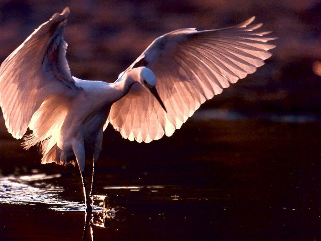 Heron Wallpapers - Wallpaper Cave