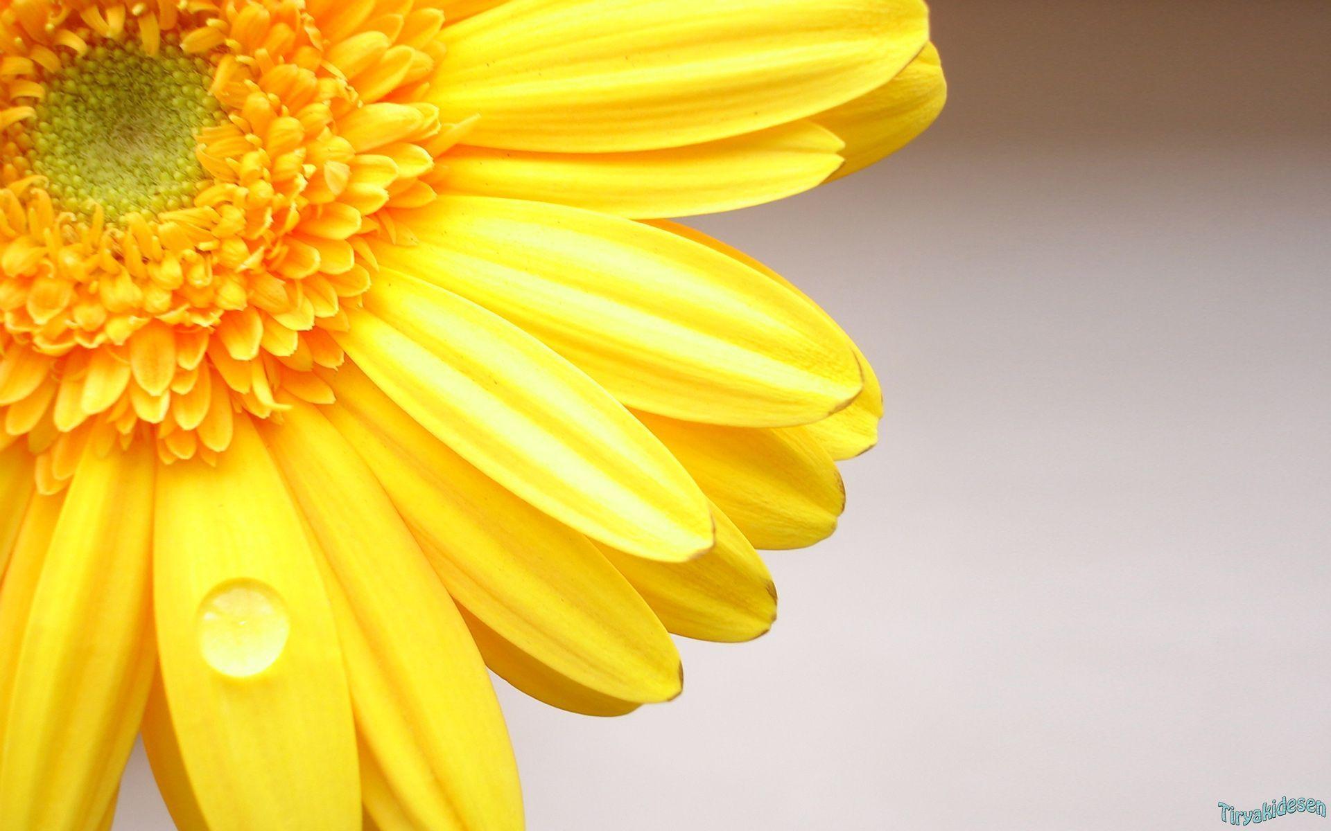 Wallpapers For > Yellow Flowers Wallpapers Hd
