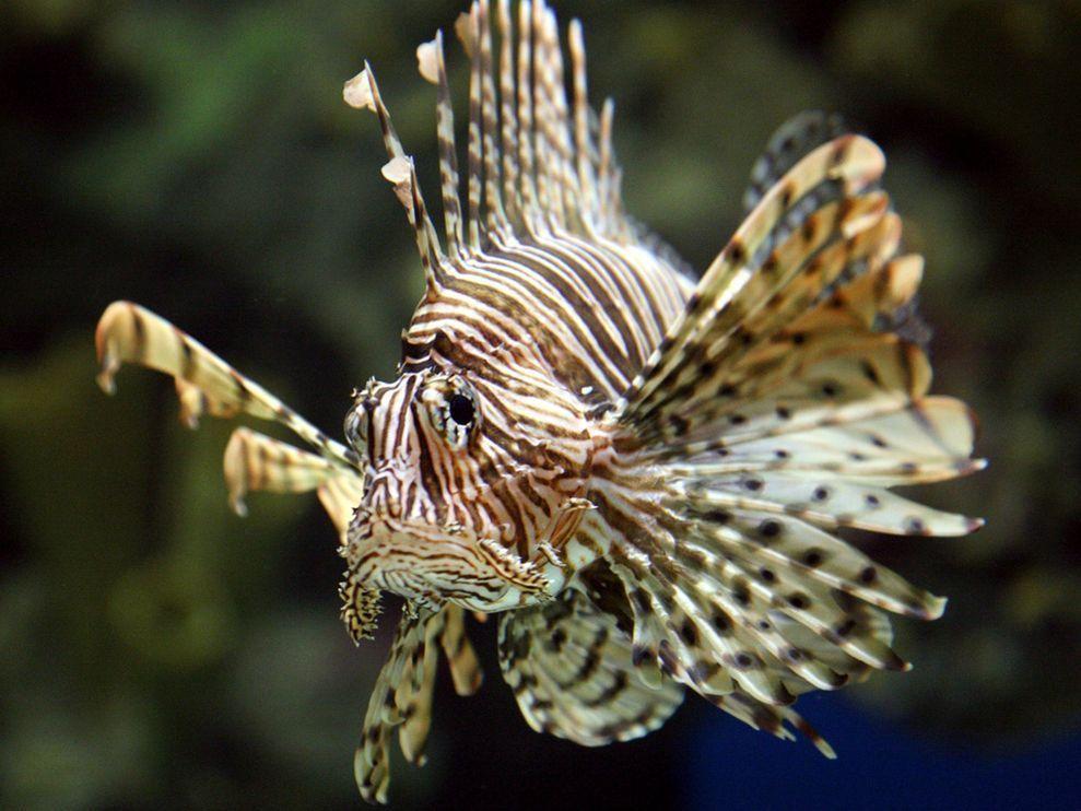 Lionfish