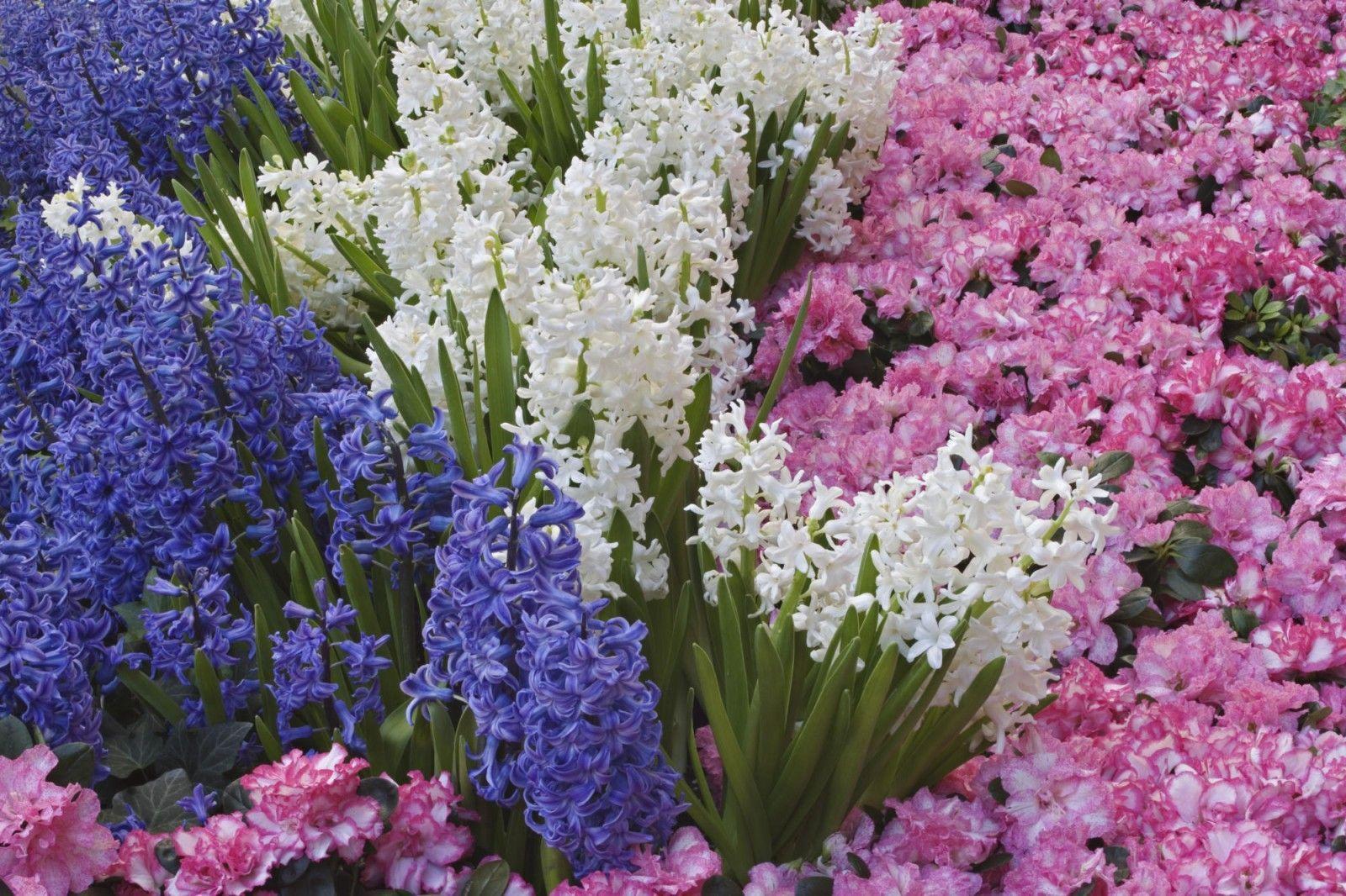 image For > Hyacinth Flower