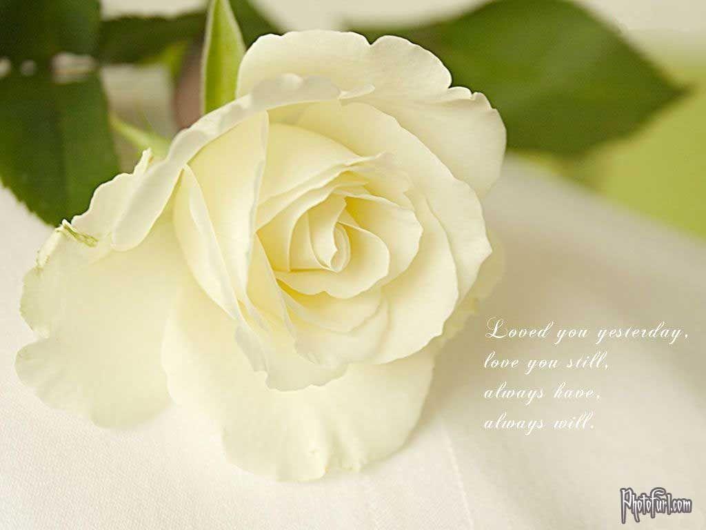 Free White Rose Desktop Background Nice Wallpaper Download