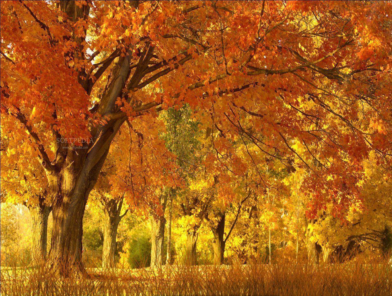 Fall Season Wallpaper