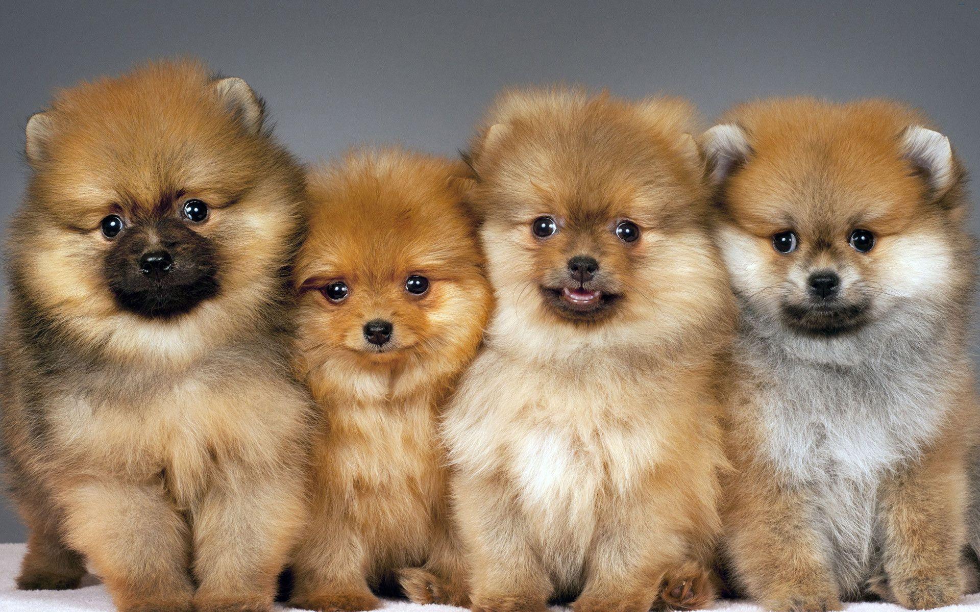 Pomeranian Wallpapers Wallpaper Cave