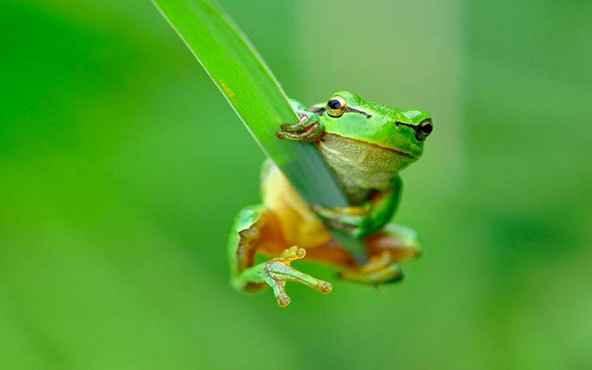 Frogs Backgrounds - Wallpaper Cave