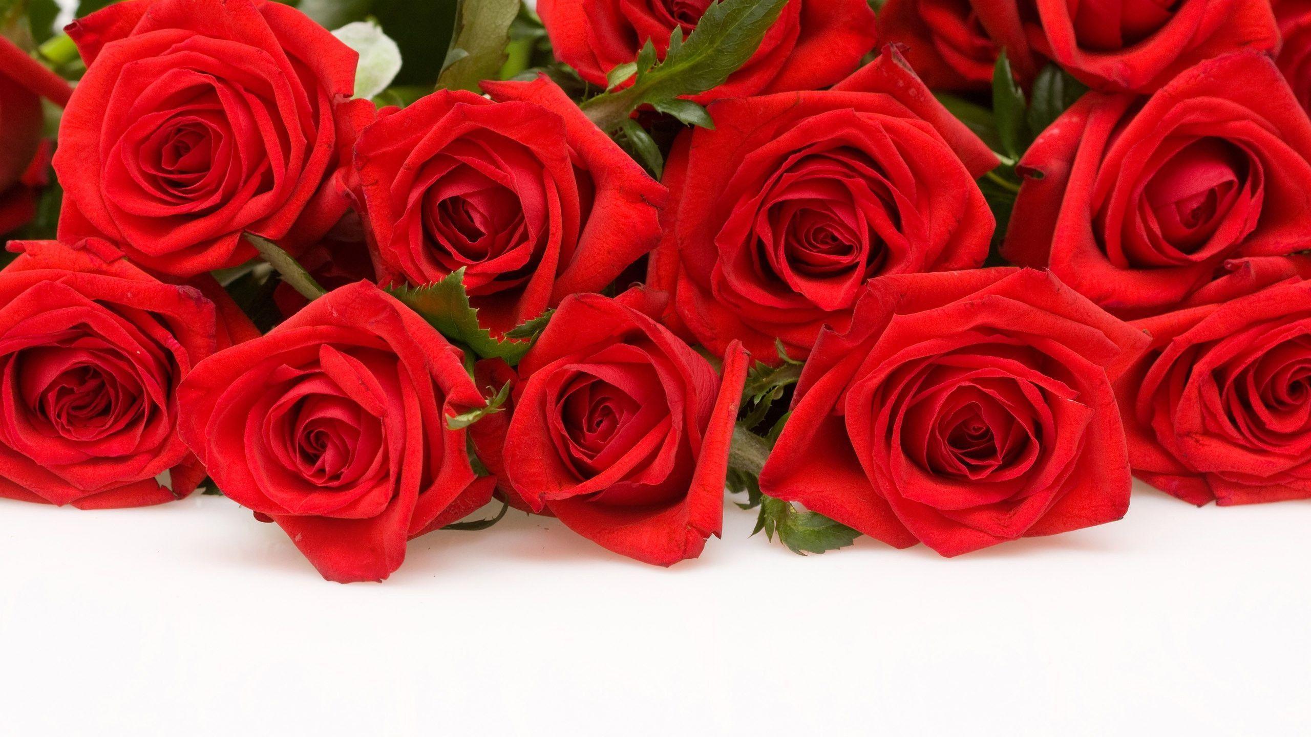 red roses wallpaper for desktop