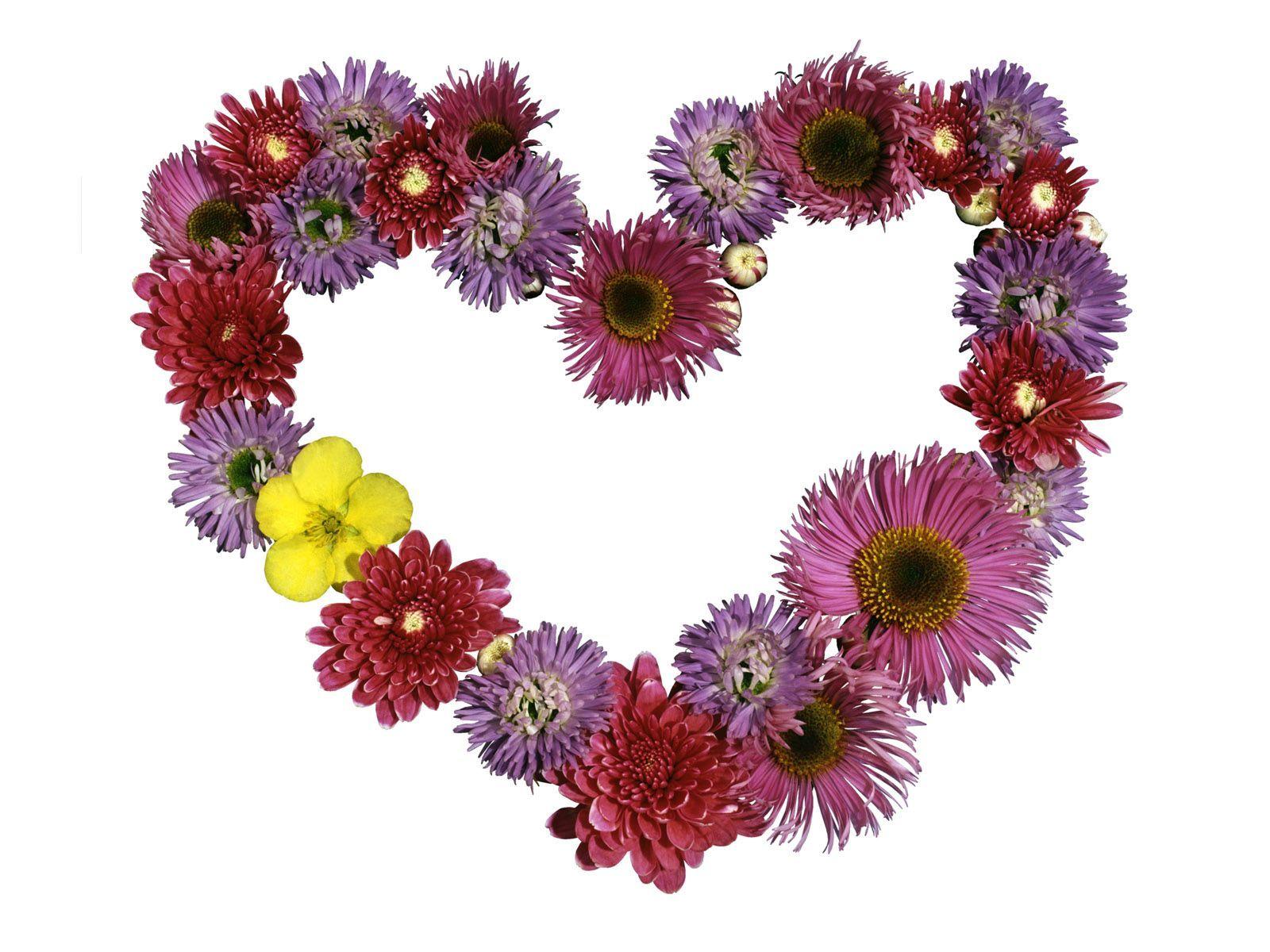 Free Love, Heart Shaped Flower Desktop Wallpaper Wallpaper