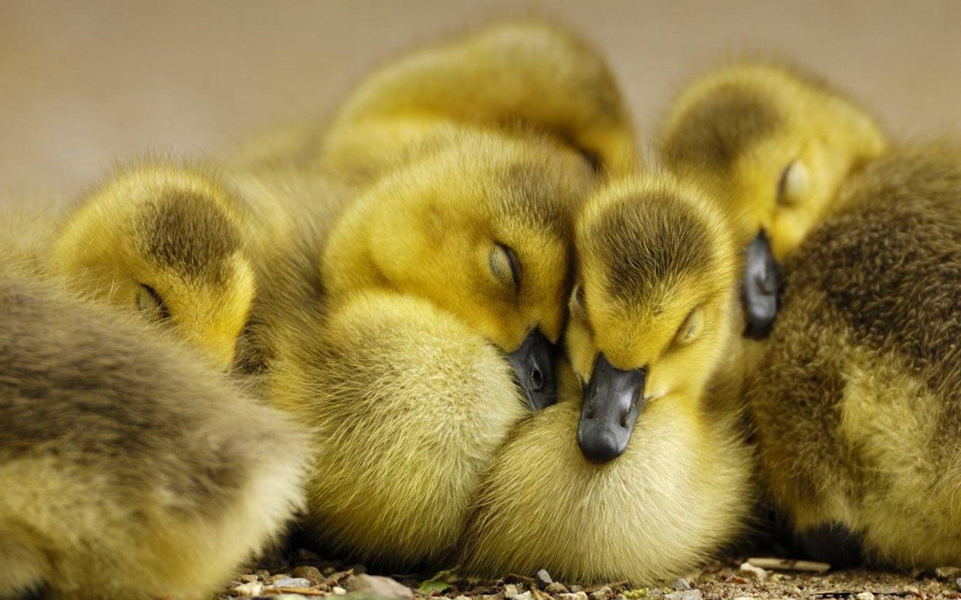 Duckling Wallpaper HD wallpaper search