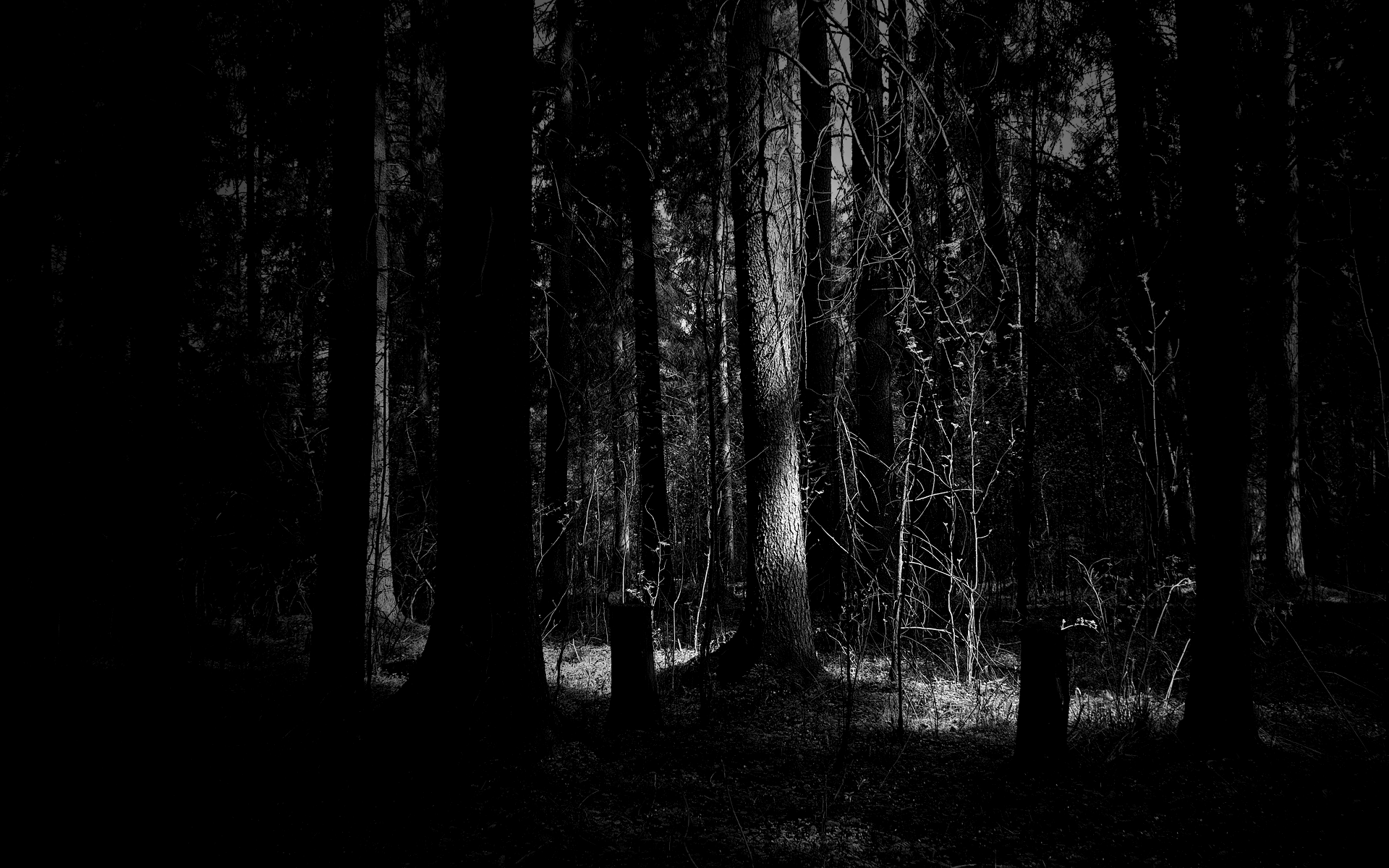Dark Woods Wallpapers