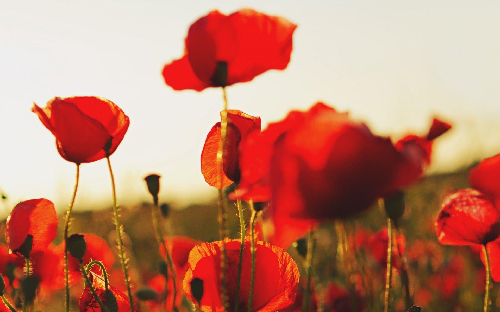 Poppy Computer Wallpaper, Desktop Background 1920x1200 Id: 384979