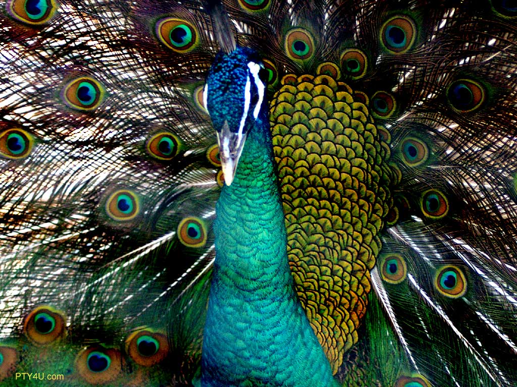 Peacock Wallpaper. Free Software. Free IDM Forever