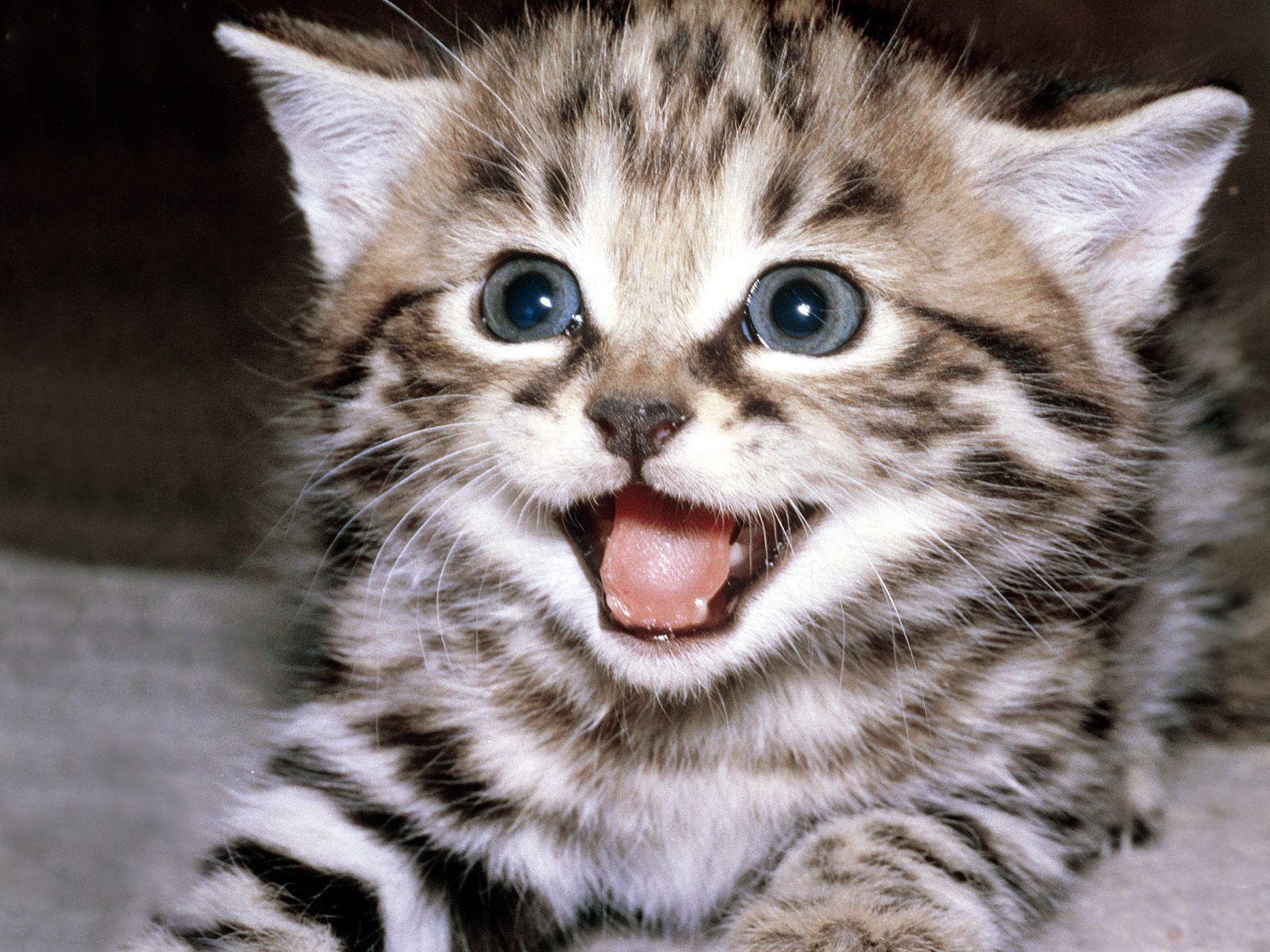 Funny Picture of Face Cats Wallpaper