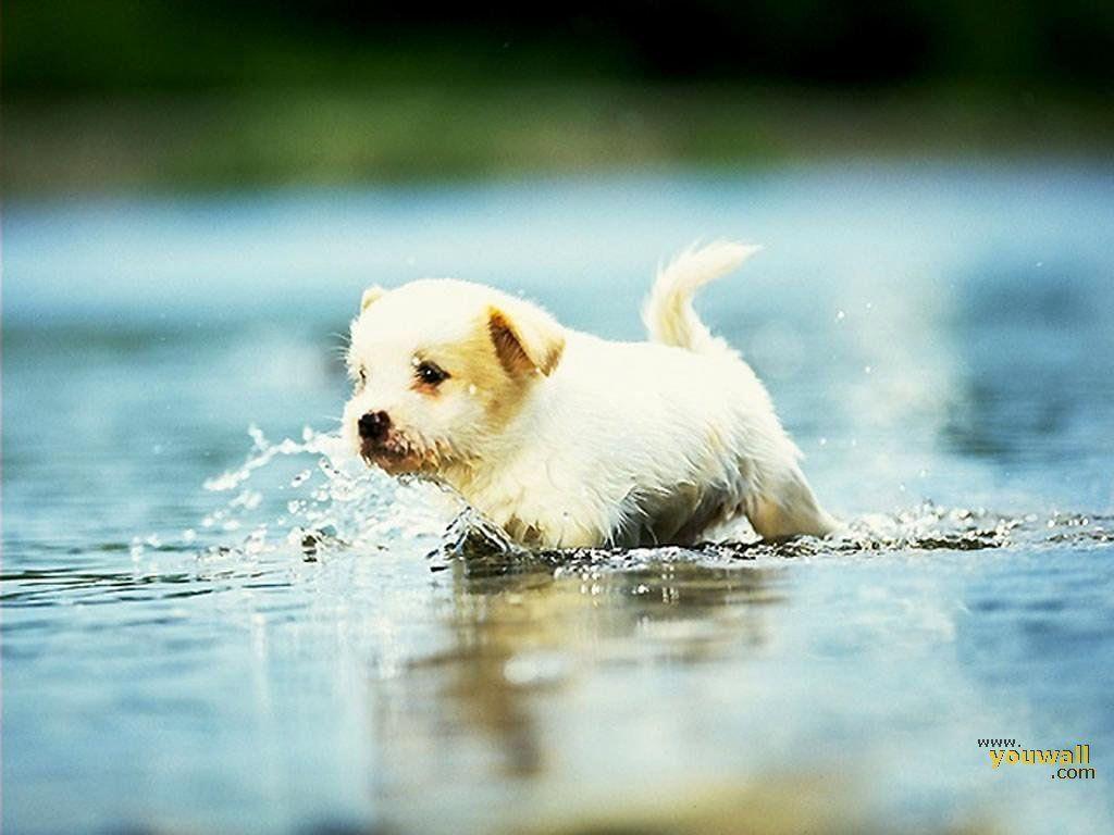  Cute  Dog  Wallpapers  Wallpaper  Cave