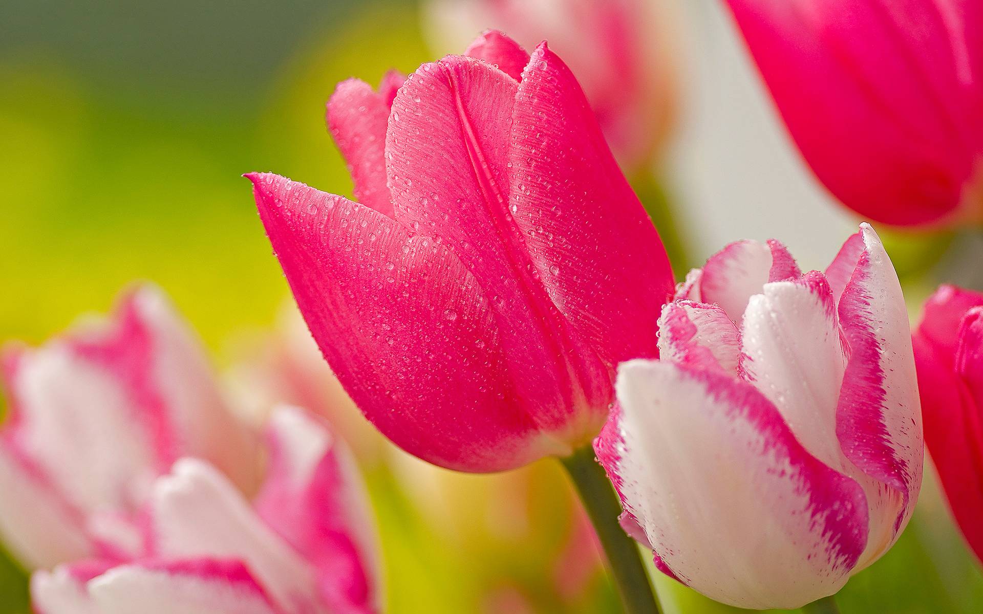 Pink tulips flower Wallpaper