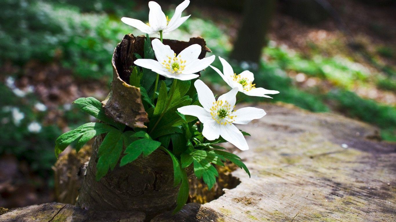 White Fowers HD Wallpaper. White Flowers Desktop Image. Cool