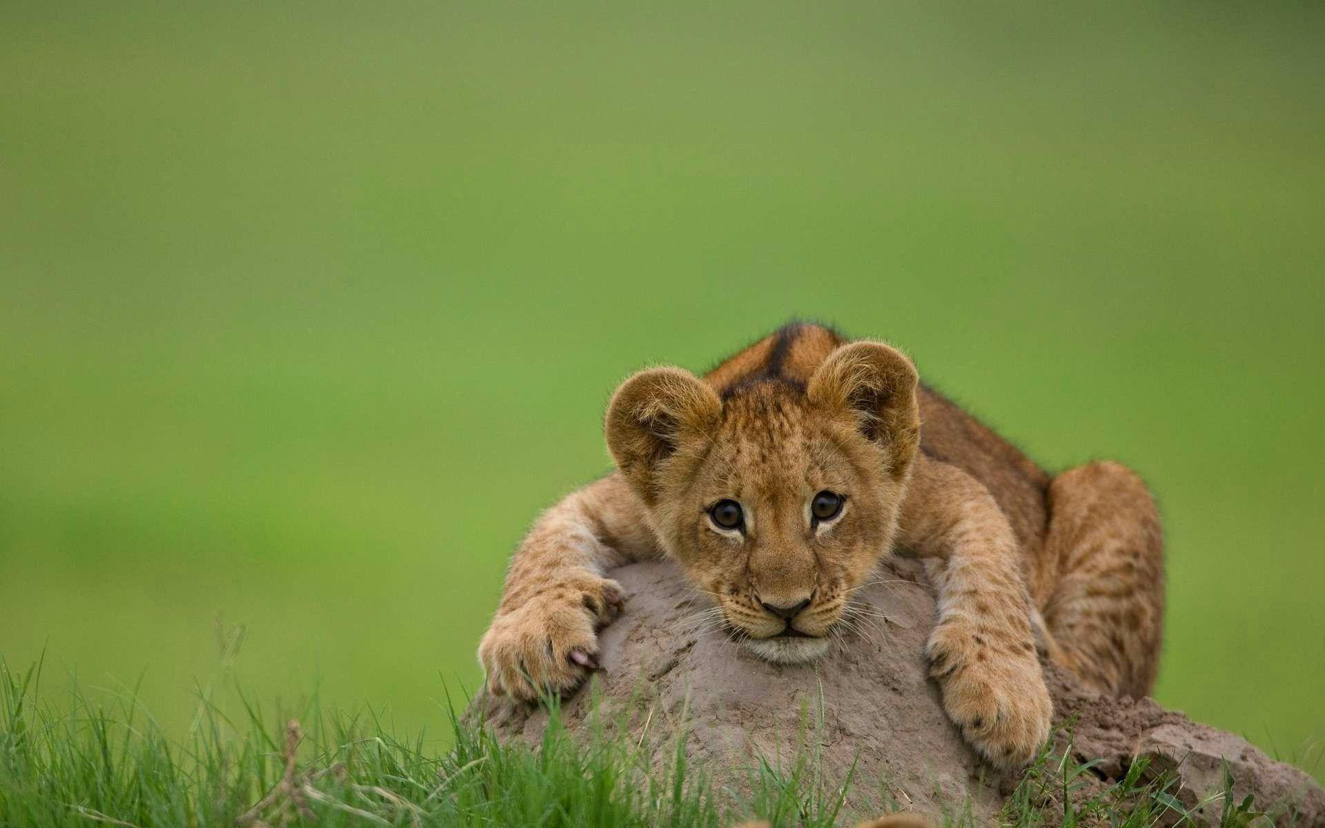 lion cubs wallpaper