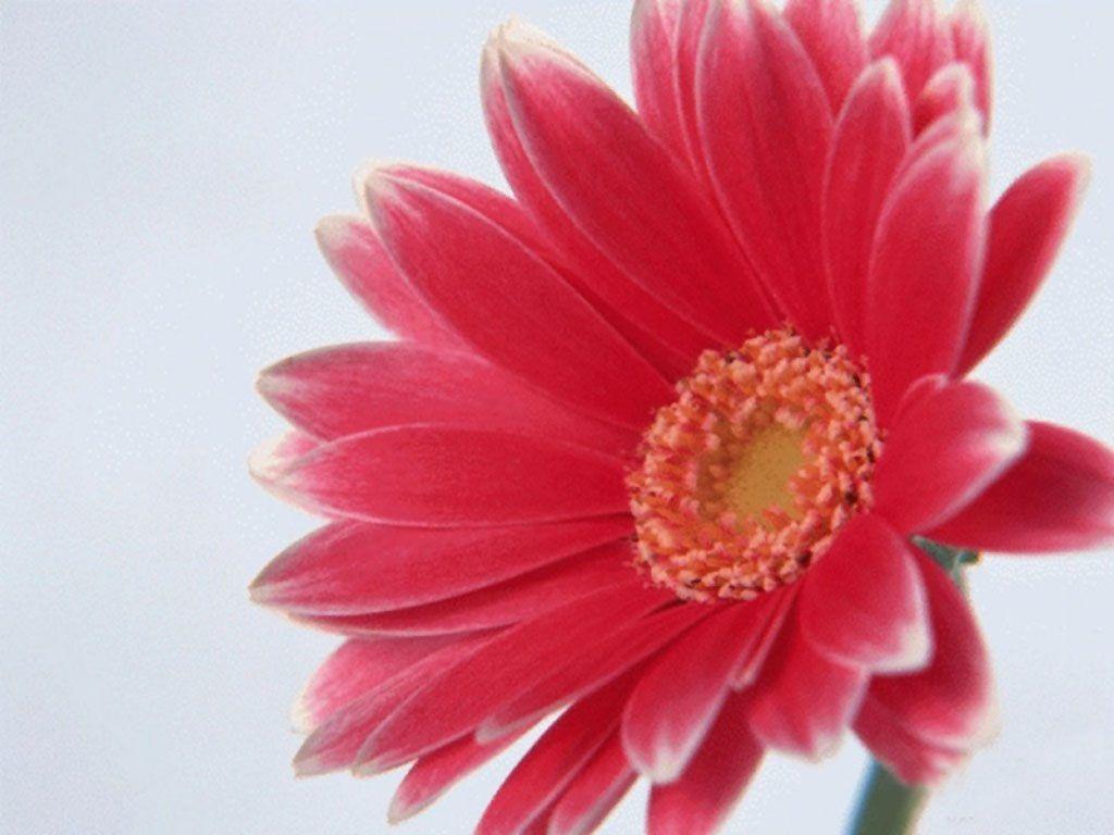 New Wallpaper Background, HD Wallpaper Download