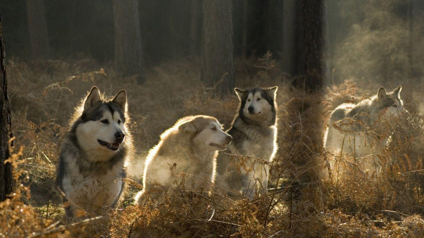 A Pack Of Wolves Desktop Wallpaper