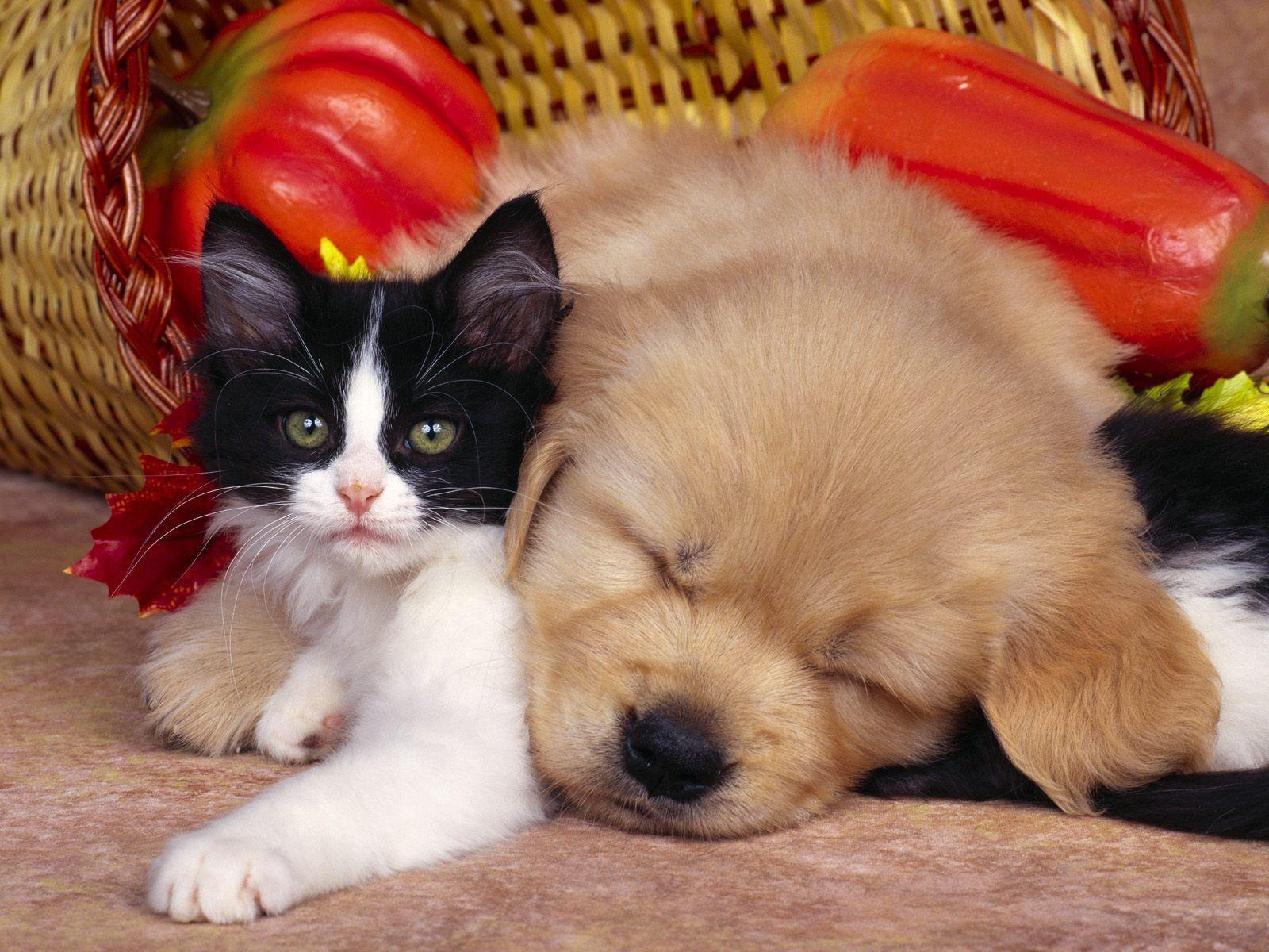 Wallpaper For > Cute Cats And Dogs Wallpaper