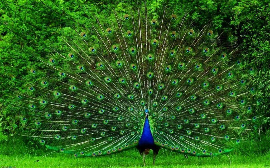 peacock HD wallpaper fullscreen fresh image