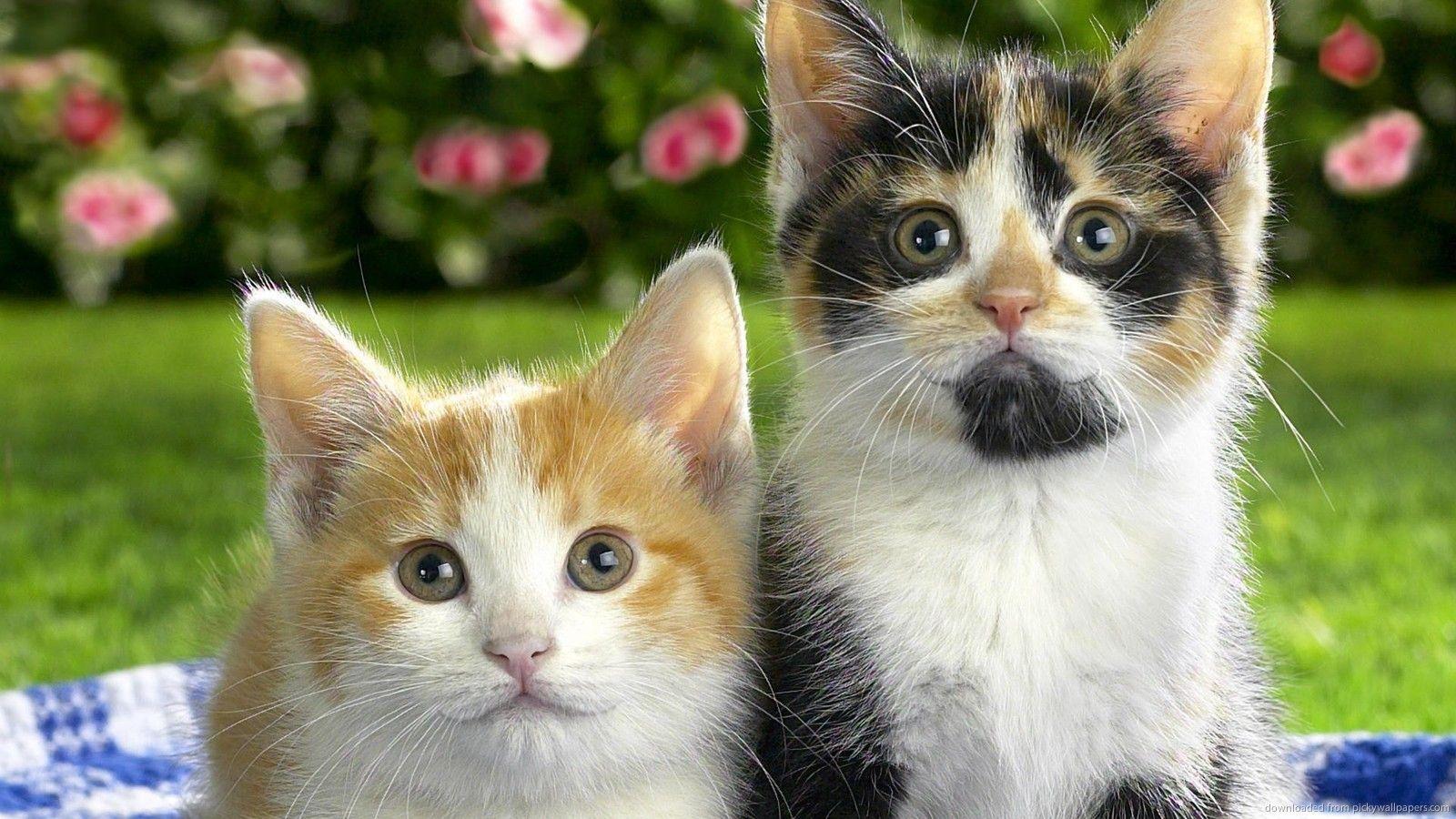 Download 1600x900 Two Funny Kittens Wallpaper