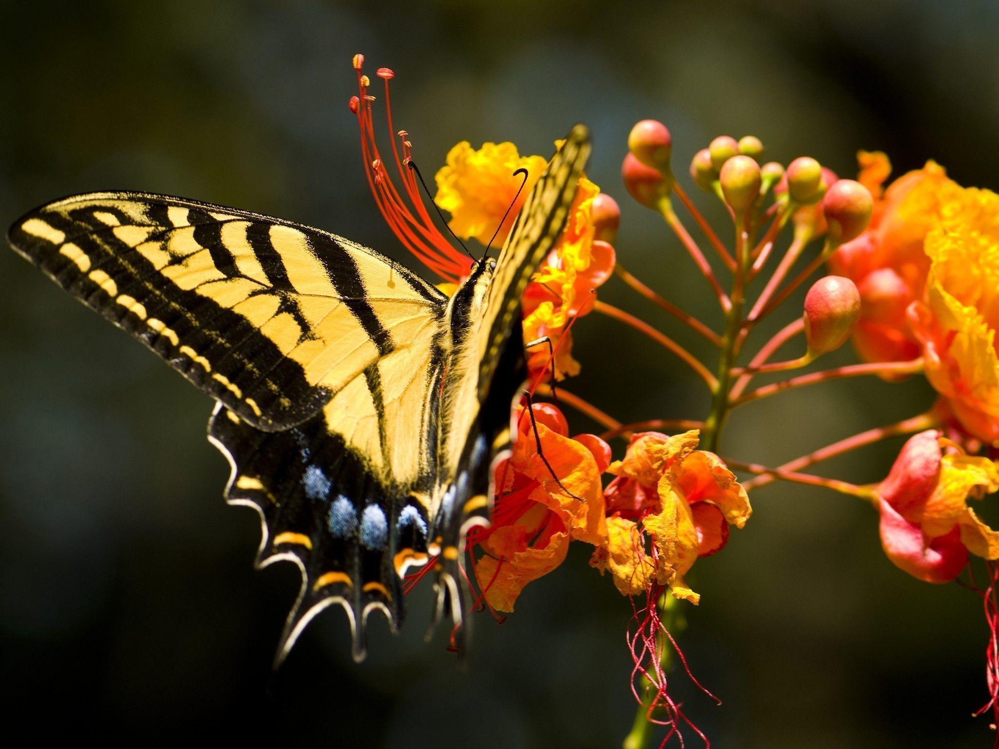 Download wallpaper butterfly, flower, nature free desktop