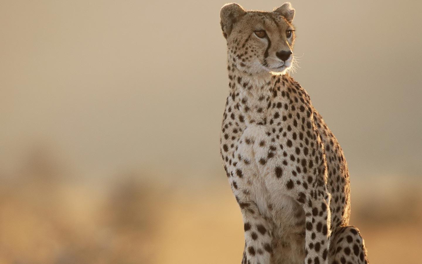 Desktop Wallpaper · Gallery · Animals · Tanzania cheetah. Free