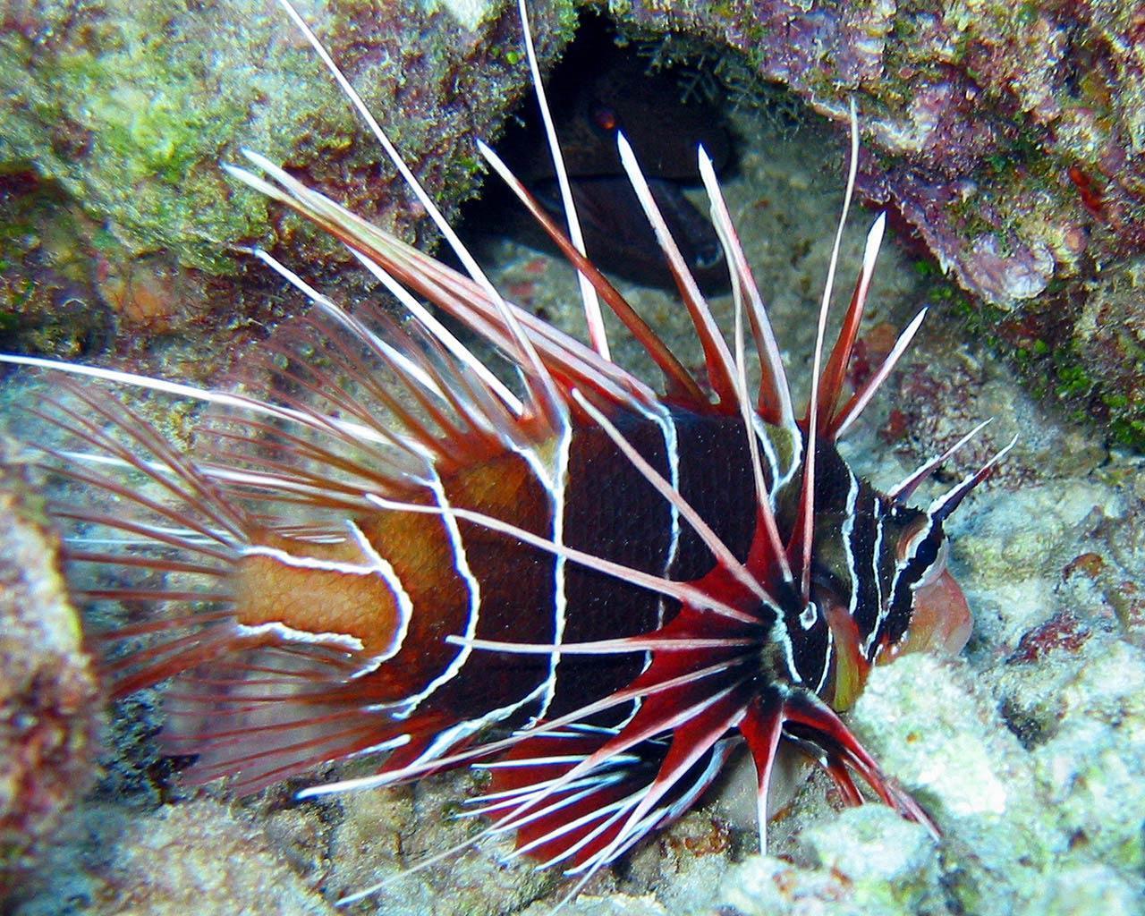 Pin Lion Fish Wallpaper
