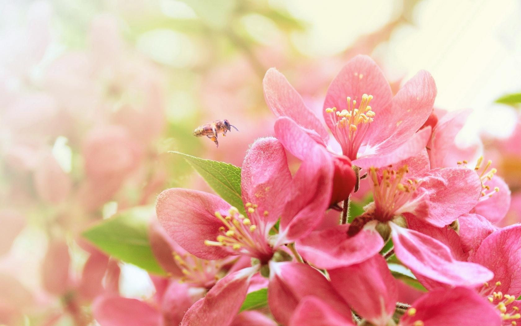 image For > Pink Flower Wallpaper For Desktop Background