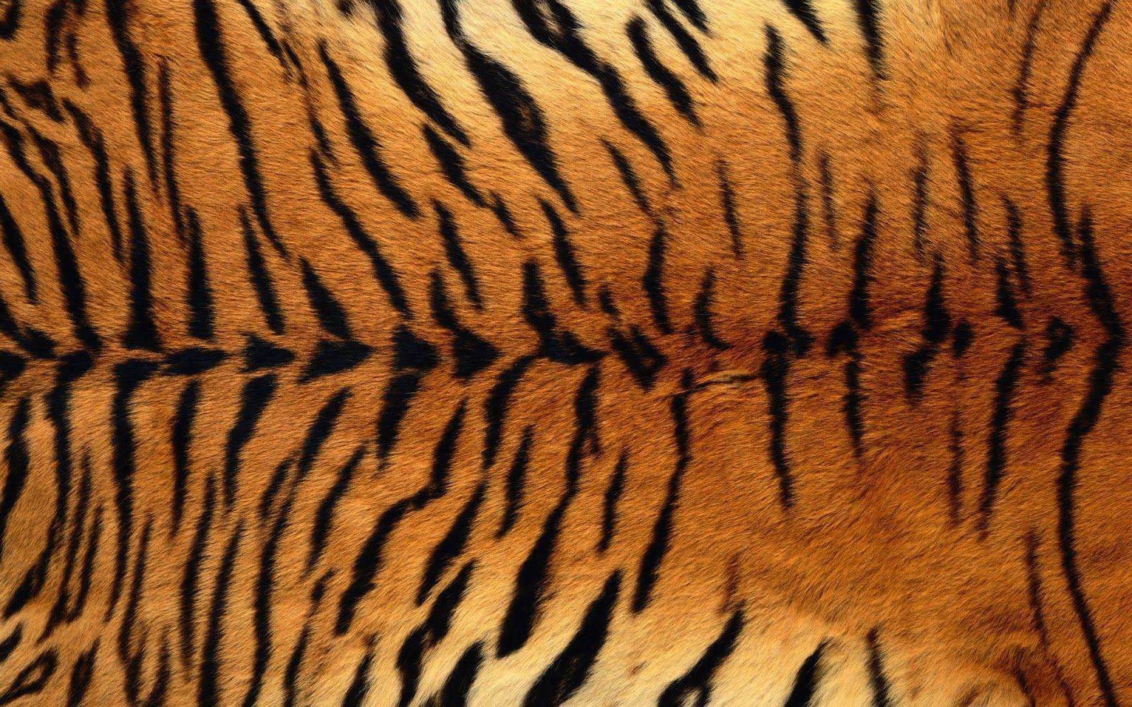 Wallpaper For > Tumblr Background Tiger
