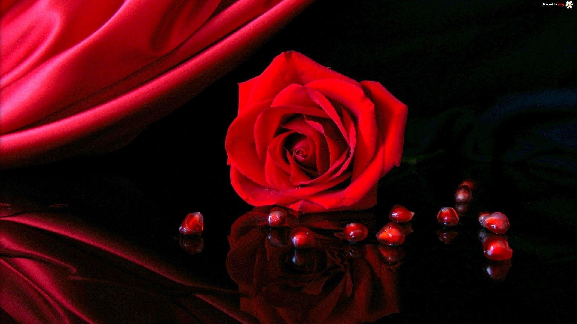 Red Rose Wallpaper Background