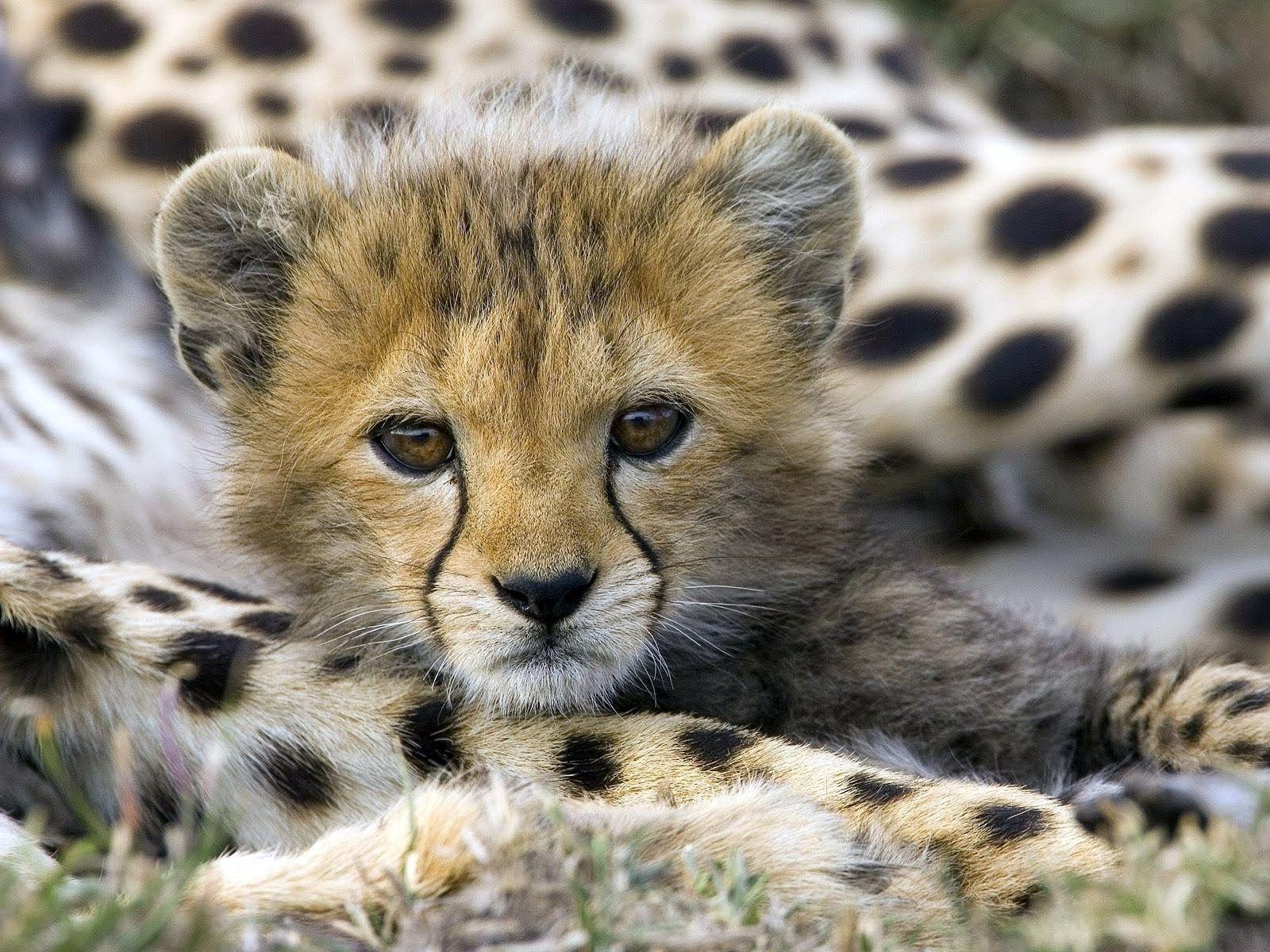 Closeup Face Portrait of Cheetah Cub Free and Wallpaper